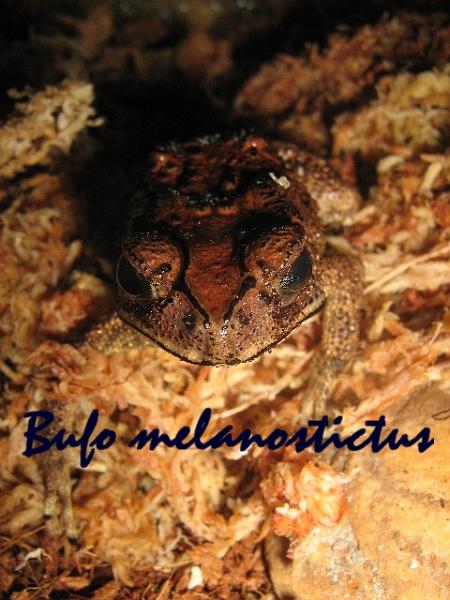 Bufo melanostictus (Duttaphrynus melanostictus) 02.jpg